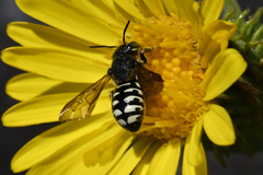 Dianthidium subparvum