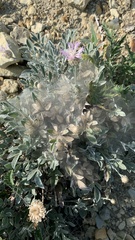 Psephellus marschallianus