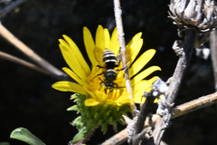 Triepeolus paenepectoralis
