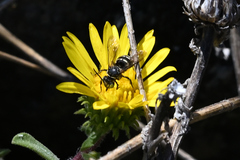 Triepeolus paenepectoralis