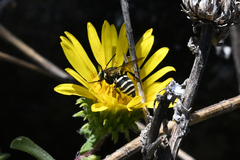 Triepeolus paenepectoralis