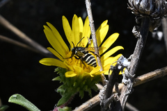 Triepeolus paenepectoralis