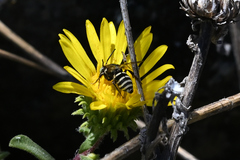 Triepeolus paenepectoralis