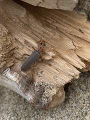Copidita quadrimaculata