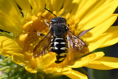 Dianthidium subparvum