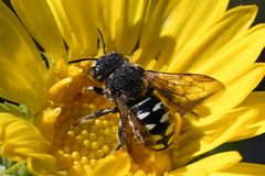 Dianthidium subparvum