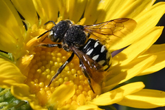 Dianthidium subparvum