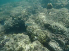 Halichoeres chloropterus