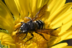 Dianthidium subparvum