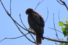 Buteo jamaicensis