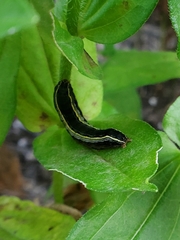 Spodoptera ornithogalli
