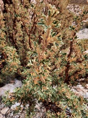 Polylepis tarapacana