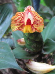Costus dirzoi