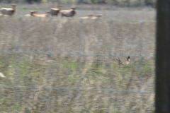 Phasianus colchicus torquatus