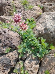 Trifolium longipes shastense