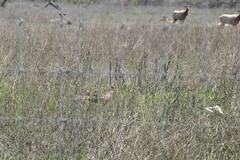 Phasianus colchicus torquatus