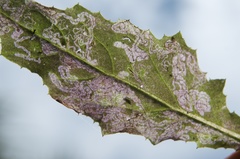 Stigmella ogygia
