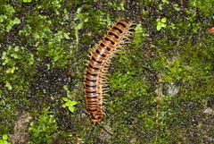 Chamberlinius hualienensis