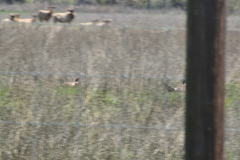 Phasianus colchicus torquatus