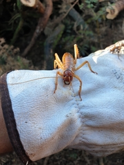 Hemideina ricta