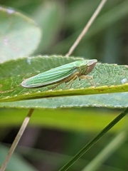 Draeculacephala angulifera