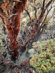 Polylepis tarapacana