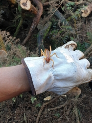 Hemideina ricta