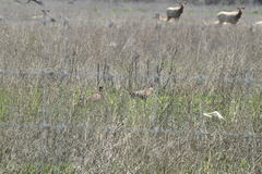 Phasianus colchicus torquatus