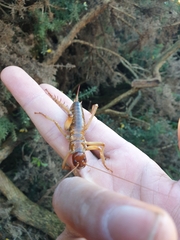 Hemideina ricta