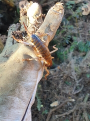 Hemideina ricta