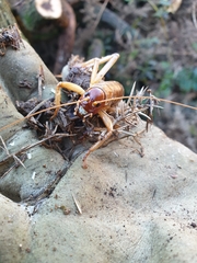Hemideina ricta
