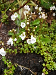 Veronica lyallii, photograph rempson, CC BY, iNaturalist via GBIF