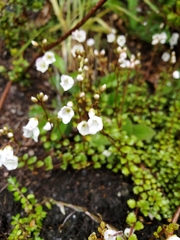 Veronica lyallii, photograph rempson, CC BY, iNaturalist via GBIF