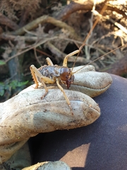 Hemideina ricta