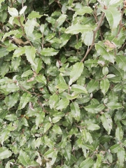 Olearia × macrodonta