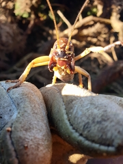 Hemideina ricta