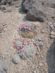 Eriogonum ovalifolium rubidum