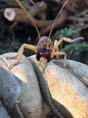 Hemideina ricta