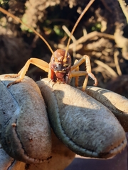 Hemideina ricta