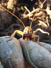 Hemideina ricta