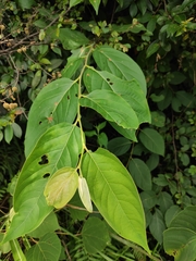 Diospyros montana