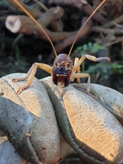 Hemideina ricta