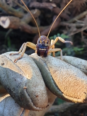 Hemideina ricta