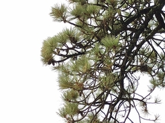 Pinus montezumae