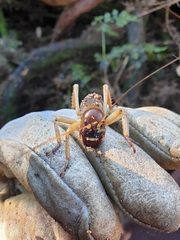 Hemideina ricta
