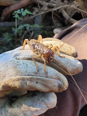 Hemideina ricta