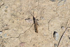 Chimarocephala elongata