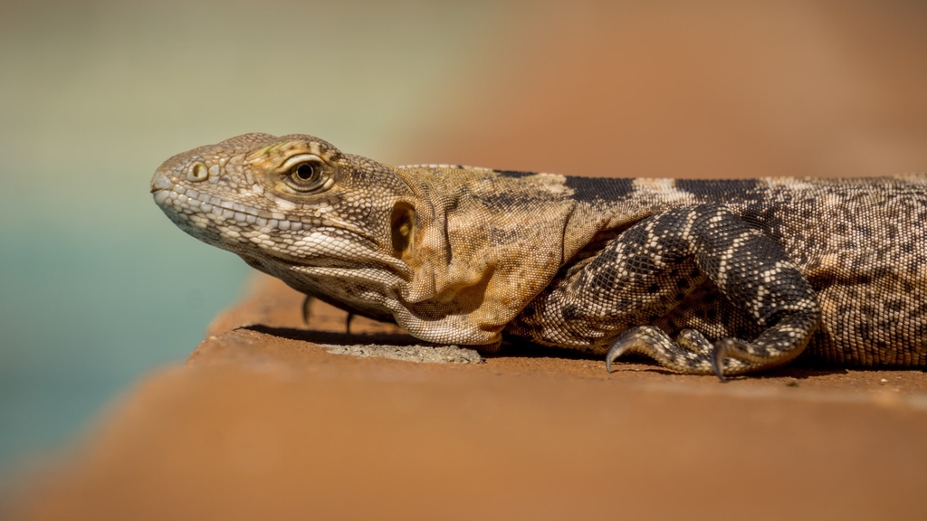 Sonoran Spiny-tailed Iguana