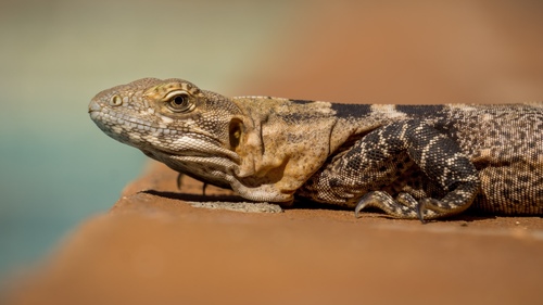 Sonoran Spiny-tailed Iguana