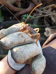 Hemideina ricta